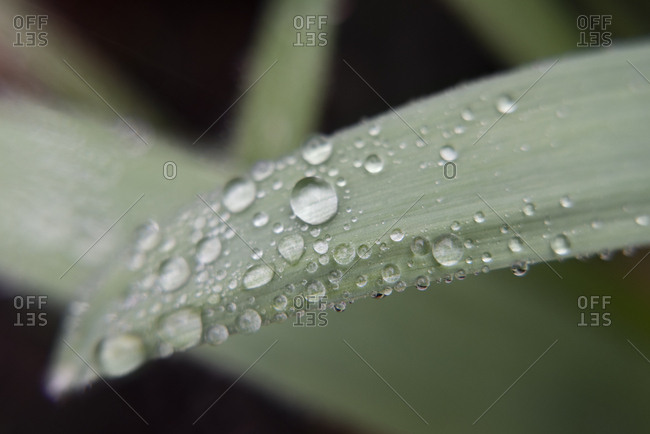 Water droplets on leaf - Offset
