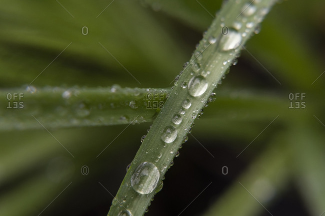 Water droplets on leaf - Offset