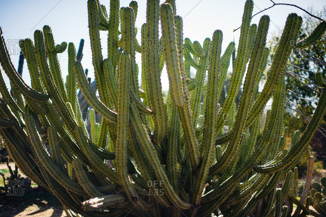 Cluster of cacti in an arboretum