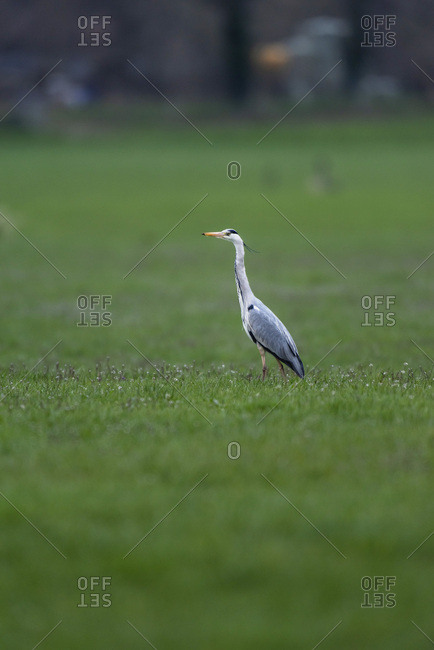Heron walking in a green field