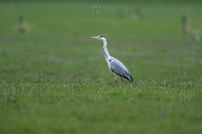 Grey heron walking in a green field