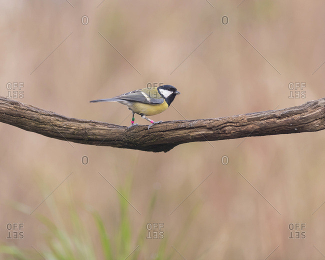 Close up of a great tit bird on a tree branch