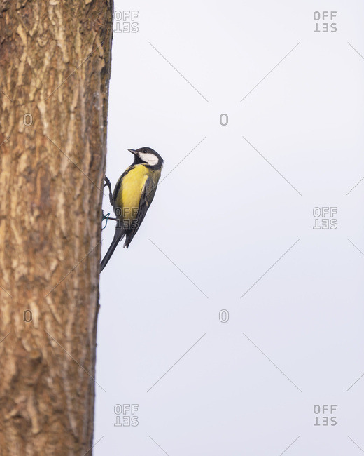 Close up of a great tit bird on a tree