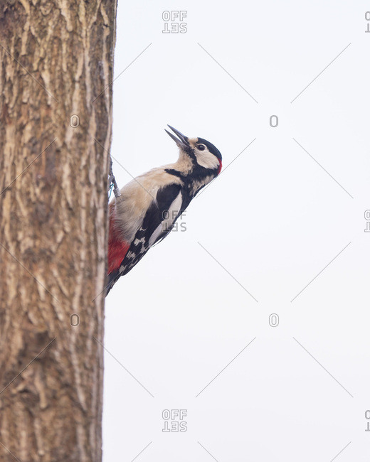 Great spotted woodpecker on a tree