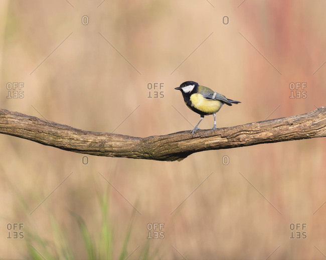 Close up of a great tit bird perched on a tree branch