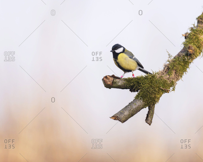 Great tit bird perched on a mossy tree branch