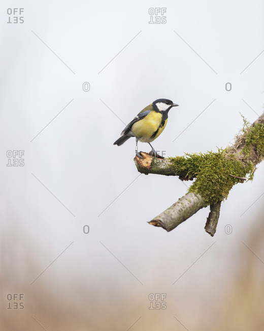 Close up of a great tit bird perched on a mossy tree branch