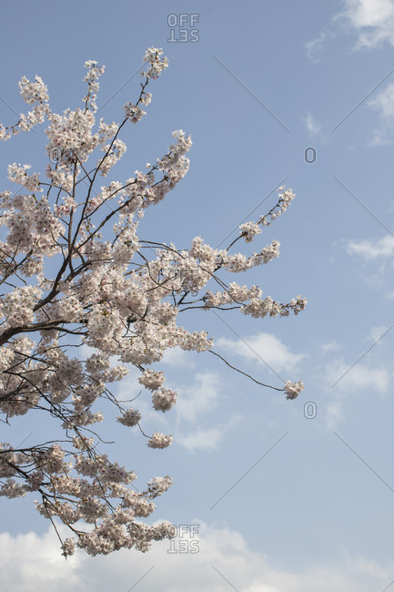 Spring sky and cherry blossoms