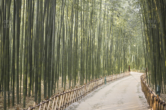 Bamboo forest and trails
