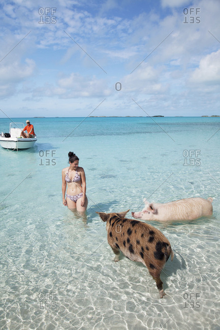 October 27, 2011: EXUMA, Bahamas. Swimming pigs at Big Major Cay.