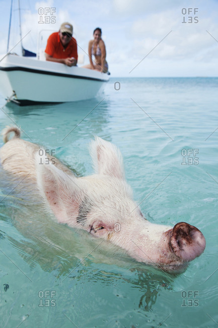 October 27, 2011: EXUMA, Bahamas. Swimming pigs at Big Major Cay.