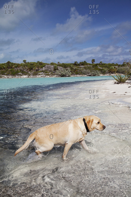 October 28, 2011: EXUMA, Bahamas. Ruby on the beach of Compass Cay.