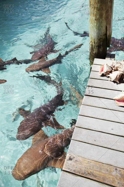 October 28, 2011: EXUMA, Bahamas. Swimming with docile nurse sharks at the Compass Cay Marina.