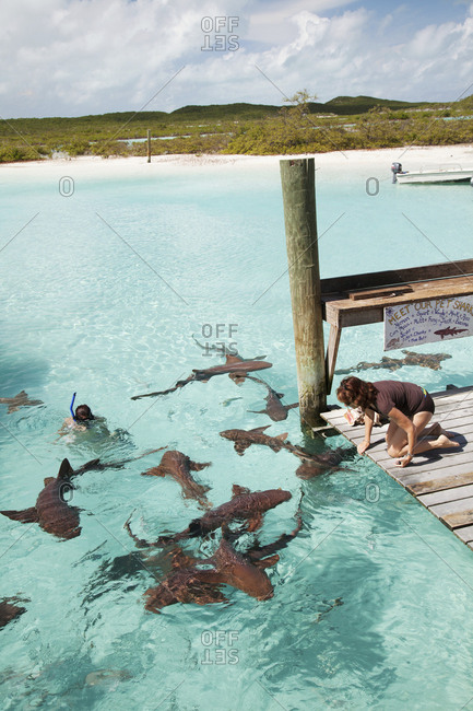 October 28, 2011: EXUMA, Bahamas. Swimming with docile nurse sharks at the Compass Cay Marina.