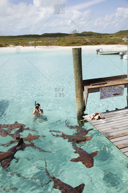 October 28, 2011: EXUMA, Bahamas. Swimming with docile nurse sharks at the Compass Cay Marina.