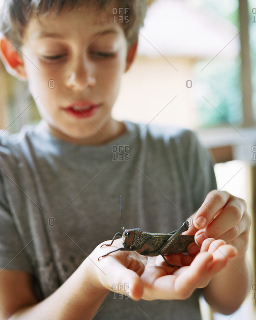 October 5, 2010: PERU, Amazon Rainforest, South America, Latin America, boy holding a grasshopper
