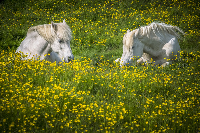Iceland, Northeast Iceland, Two white Icelandic horses resting in a field of wild flowers