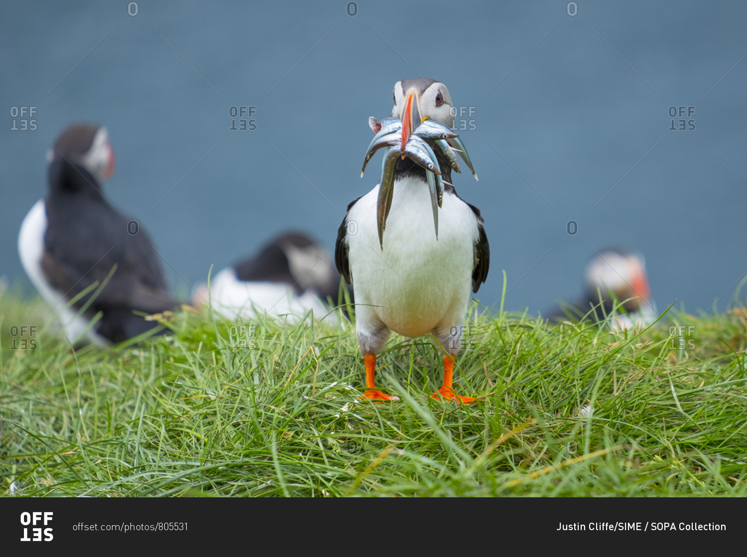 Iceland, West Iceland, Vesturland, An Atlantic Puffin with a mouthful of sand eels, on Grimsey Island in the Westfjords or West Fjords of Iceland