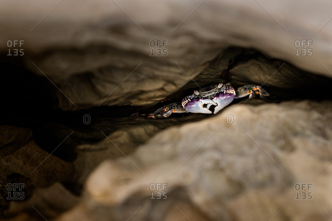 Blue crab hiding within the folds of a rock formation