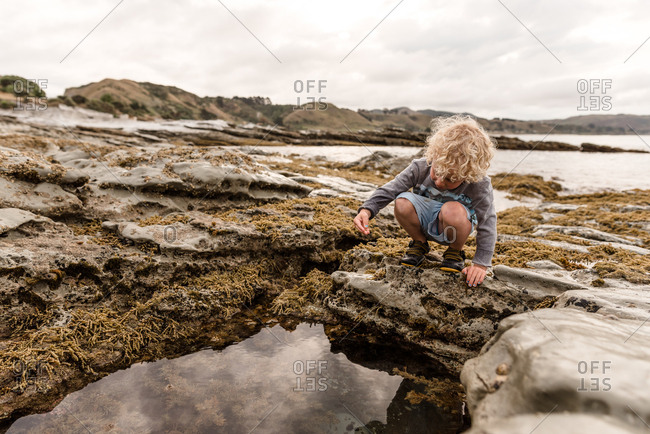 Young boy exploring algae and moss on tide pools by the bay