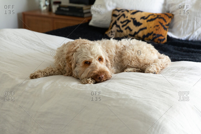 Adorable goldendoodle dog laying in the middle of a bed
