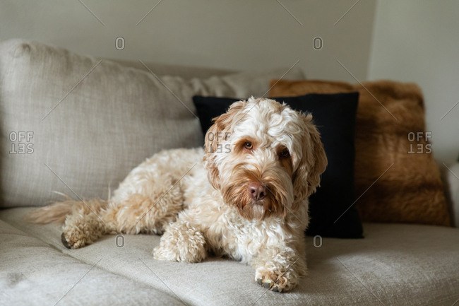 Cute goldendoodle relaxing on a beige couch