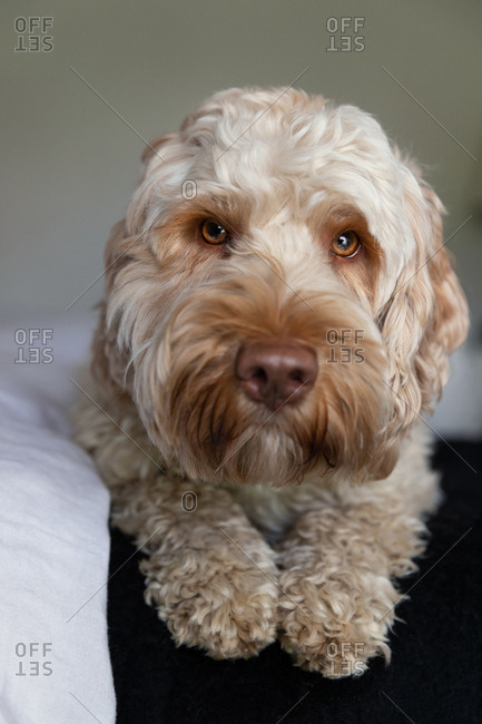 Close-up portrait of a goldendoodle dog