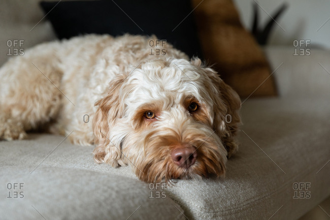 Goldendoodle laying on the couch and looking at the camera