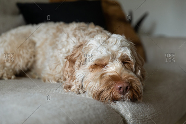 Cute goldendoodle sleeping on the couch