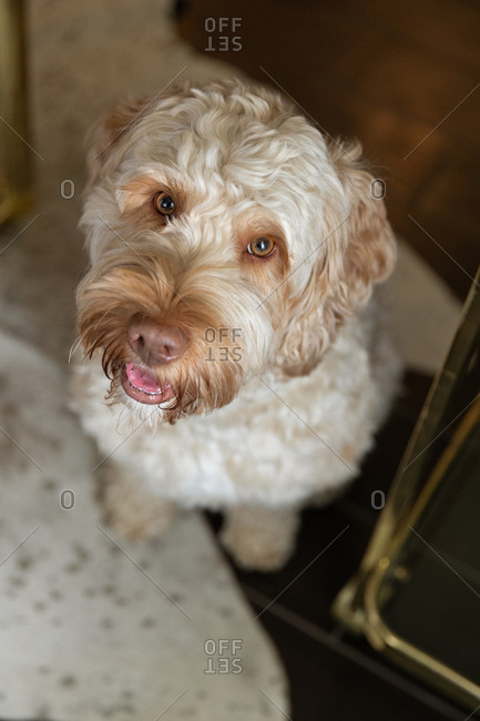 Adorable goldendoodle looking up at their owner