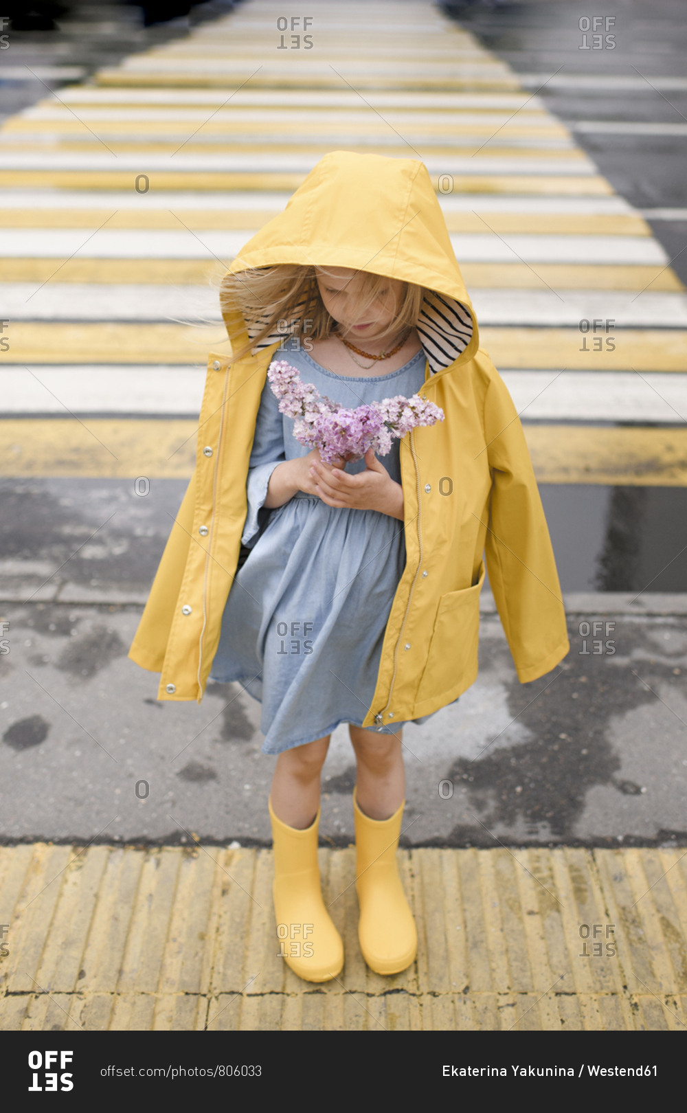 Girl wearing yellow rain jacket- standing on zebra crossing- holding lilac