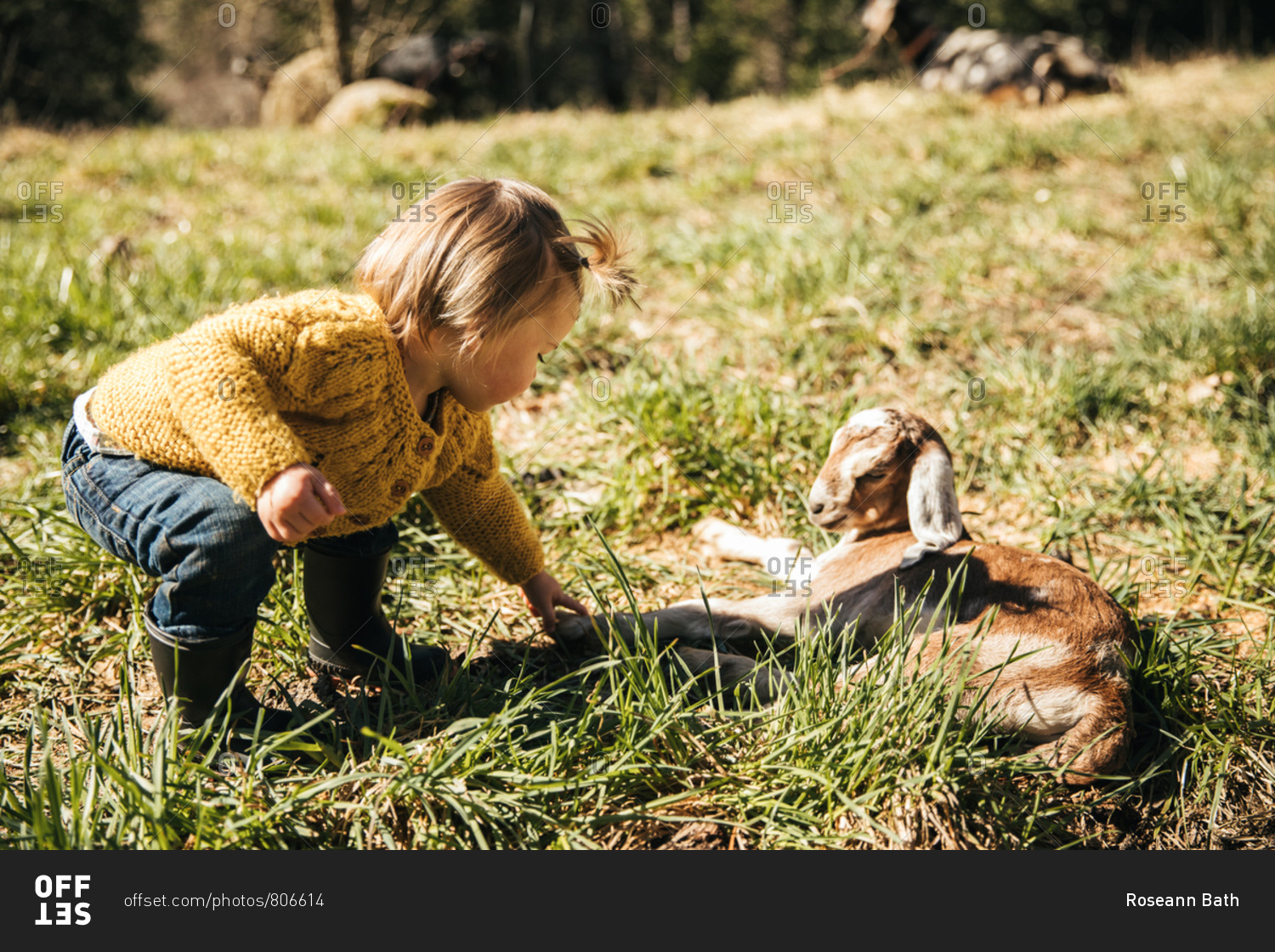 Toddler girl leaning over a baby goat.