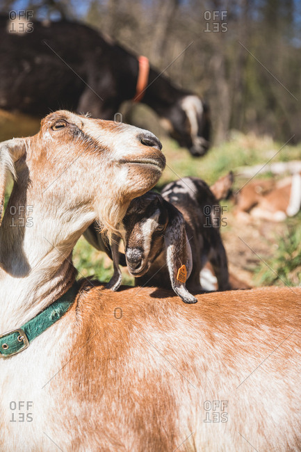 Baby goat nuzzling a mama goat.
