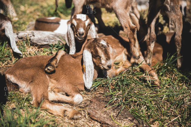 Pile of baby goats.