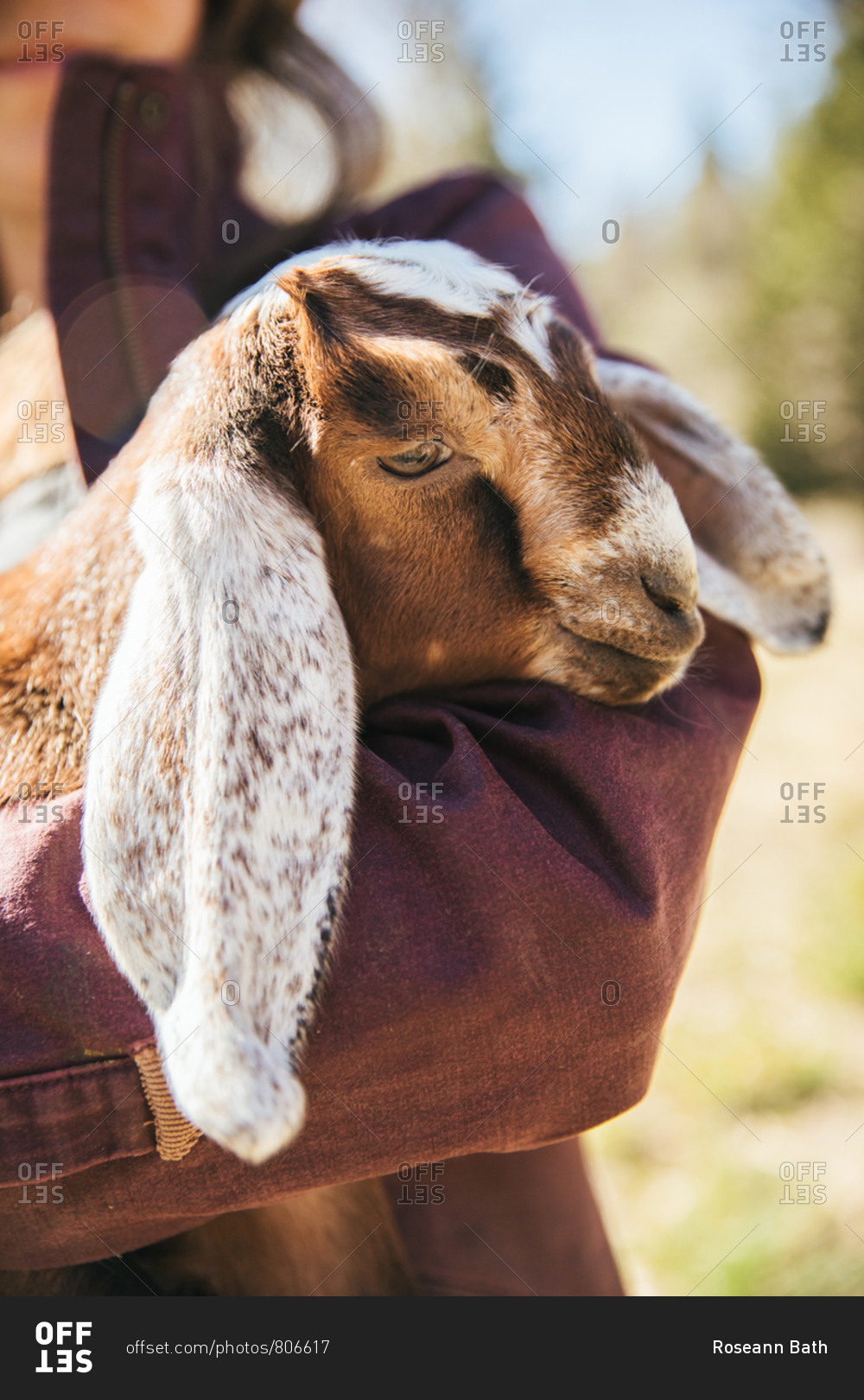 Close up of a baby Nubian dairy goat in the arms of a woman.