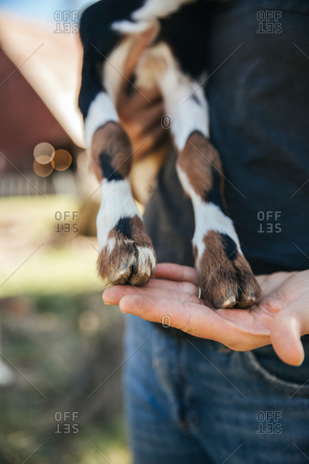 Close up of goat hooves.