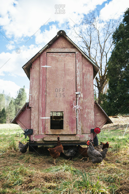 Chicken tractor on a farm.