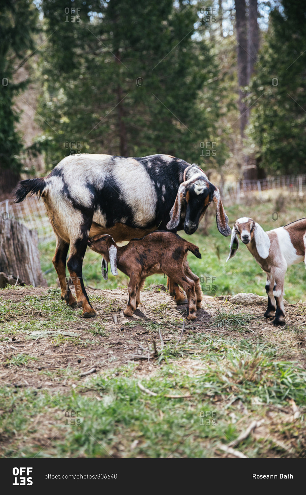 Baby goat nursing on a farm.