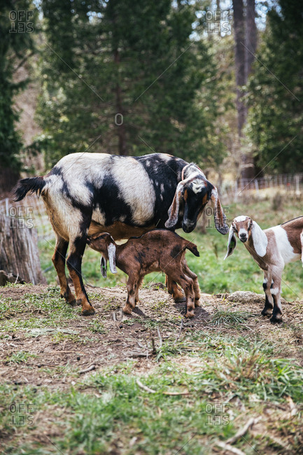Baby goat nursing on a farm.