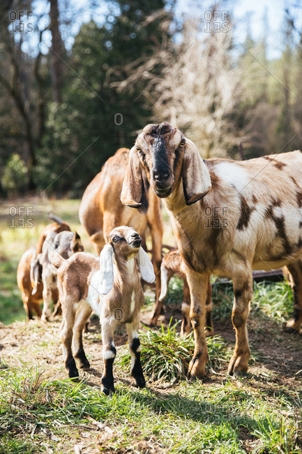 Baby goats next to a mama goat.