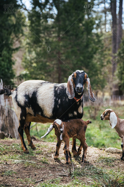 Baby goats next to a mama goat.