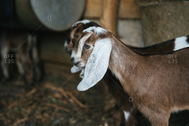 Baby goats in a barn.