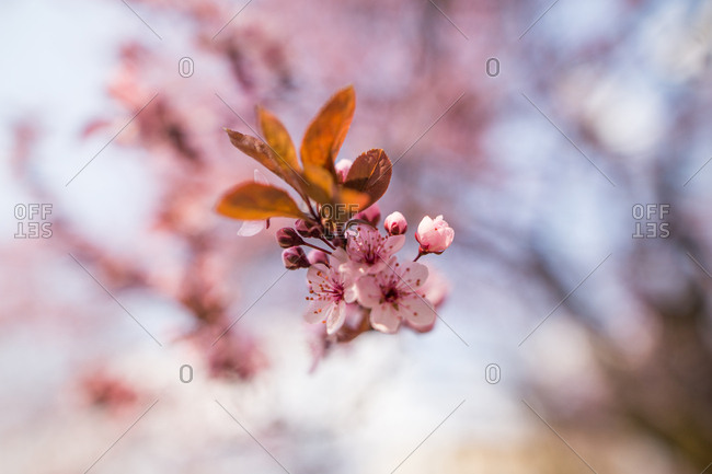 Cherry blossom close up