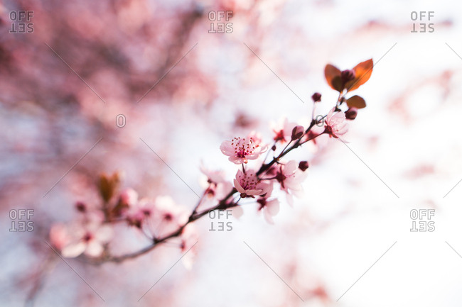 Cherry blossom branch close up