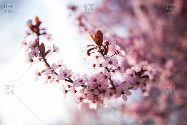 Cherry blossom branch close up