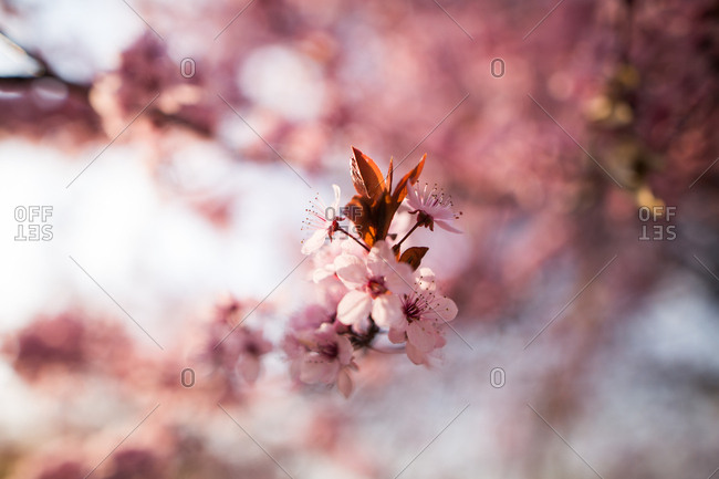 Cherry blossom close up