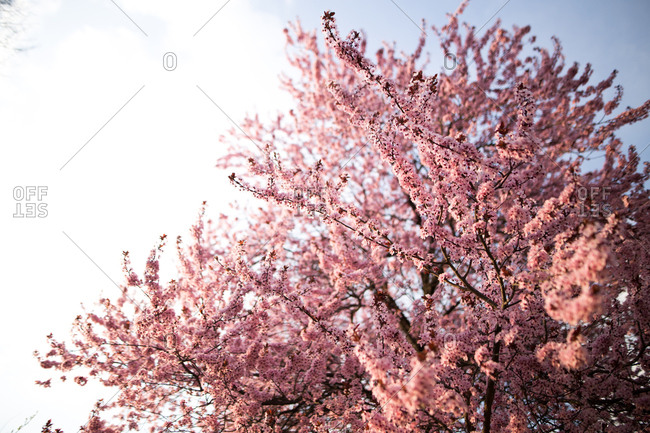 Cherry blossom in full bloom