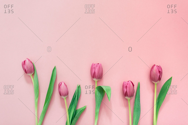 Pink tulips on clear background