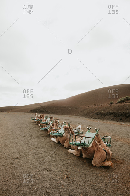 Camels resting near hill