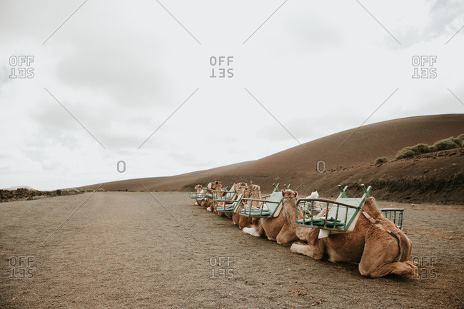 Camels resting near hill